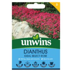 5051618035033 1 Dianthus Ideal Select Rose Seeds.jpg